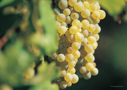 Hammelburger Wein, eine Fotodokumentation durch ein Winzerjahr.